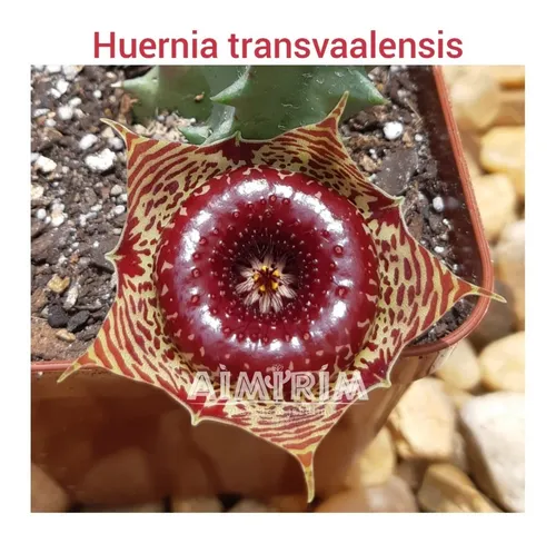 Suculenta Huernia Transvaalensis Ascleps