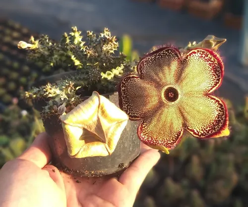 Suculenta Tapete Persa Edithcolea Grandi Planta Rara Coleção