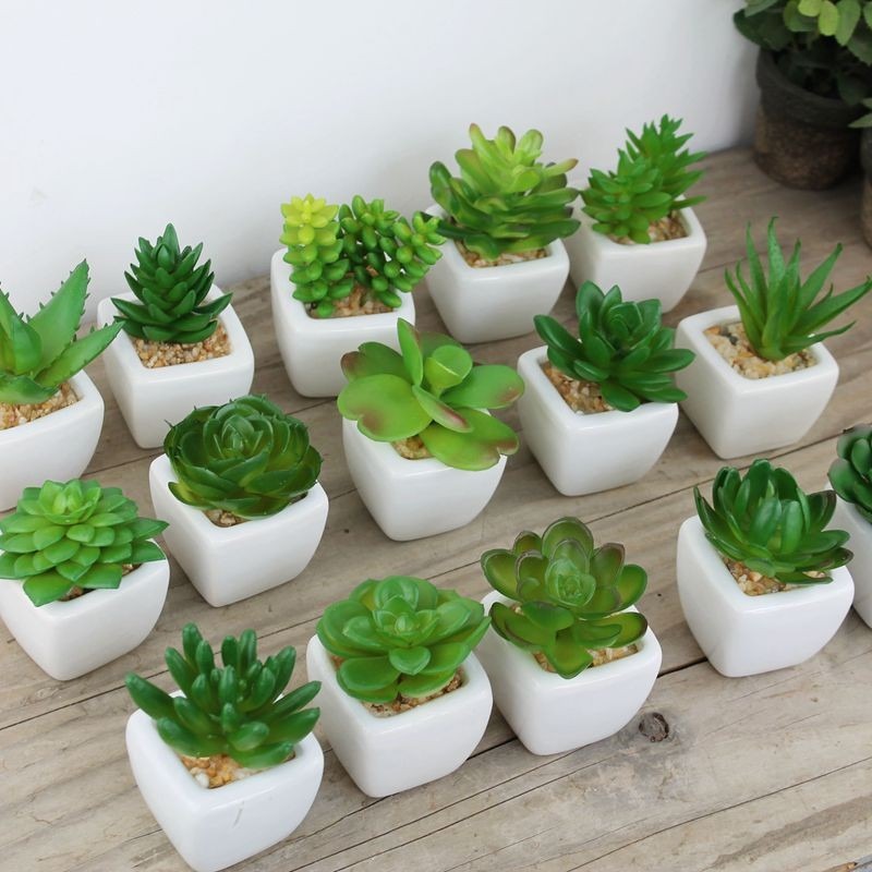Suculentas Mini Cactos, 30 Unidades De Semente Frete ...
