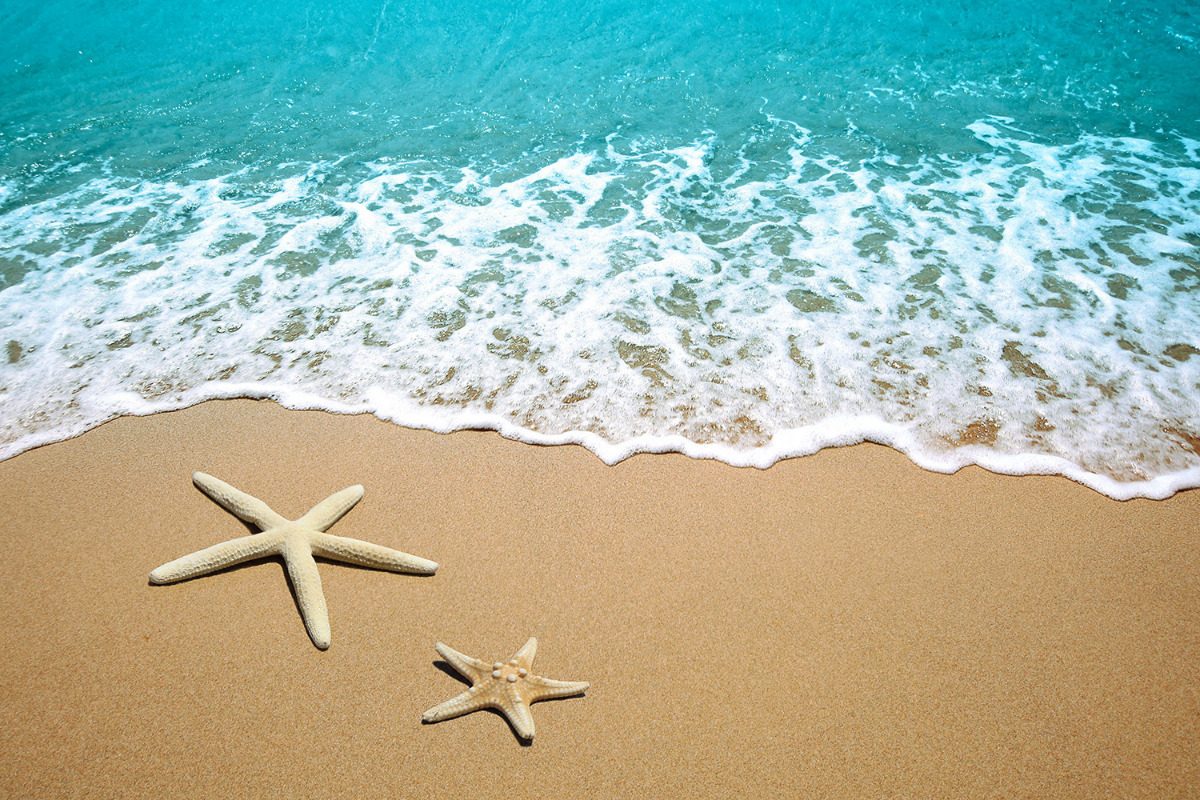 Resultado de imagem para estrela do mar na praia