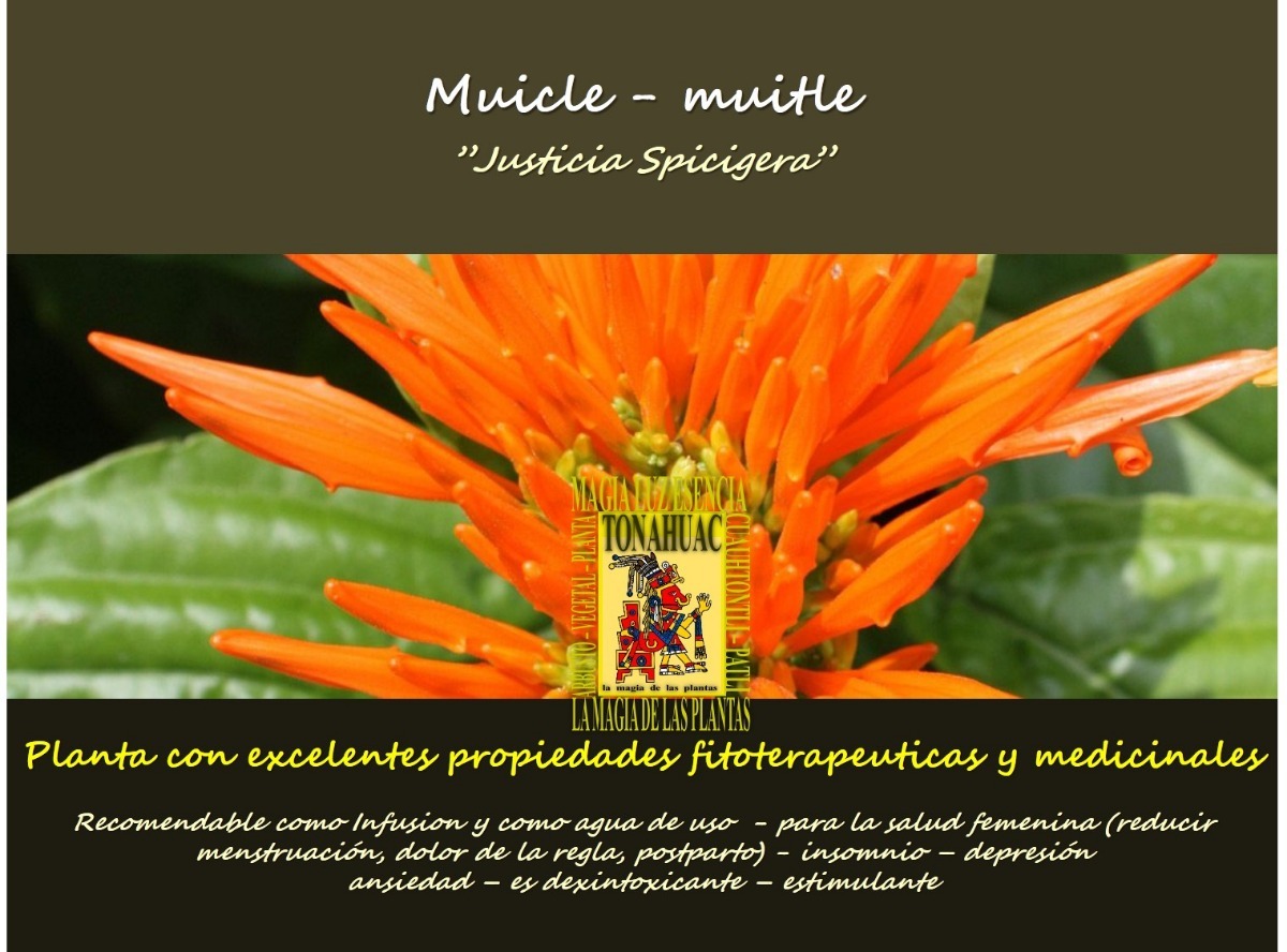 Te De Muicle Muitle 300gr Envio Gratis Hierba Organica Seca