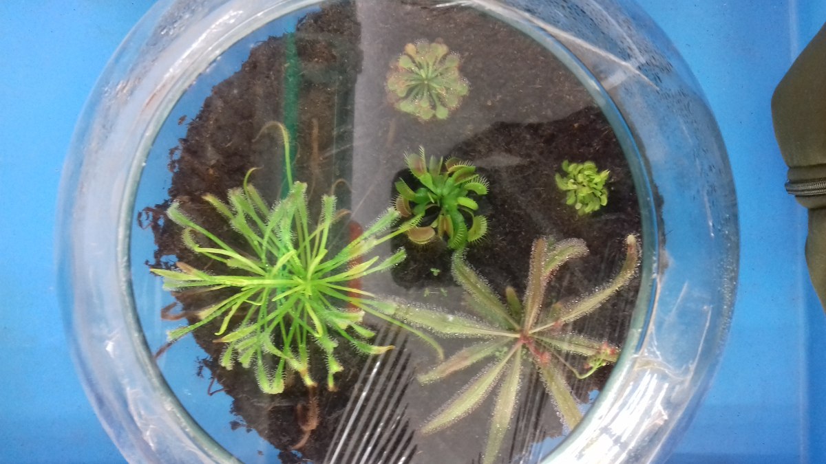 Dnde Comprar Plantas Carnvoras Y Semillas Dnde Comprar Plantas Carnvoras Y Semillas