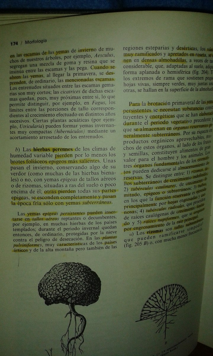 Tratado De Botanica Strasburger Pdf