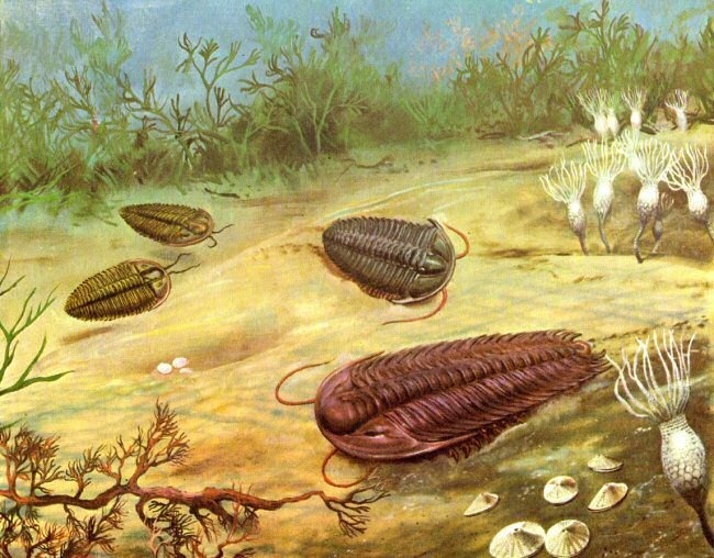 Trilobita Trilobite Petrificado Fossilizado - R$ 300,00 em Mercado ...