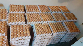 Venta De Huevos De Granja Por Mayor Mercado Libre Ecuador