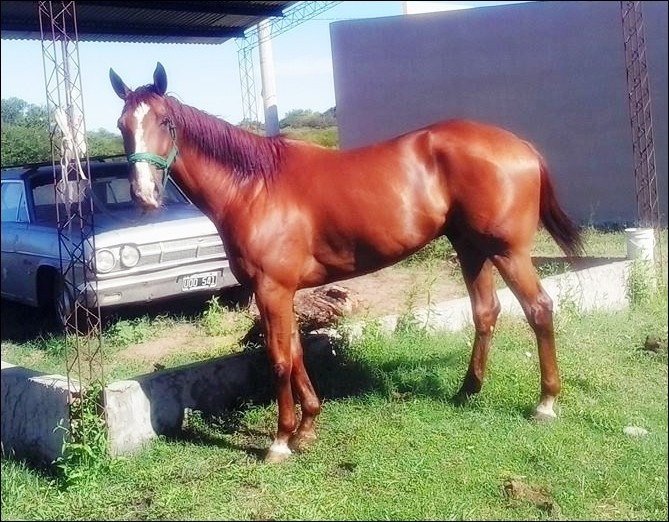 Venta Caballo Cuarto De Milla Spc - $ 13.000,00 en Mercado Libre Venta Caballo Cuarto De Milla Spc - $ 13.000,00 en Mercado Libre