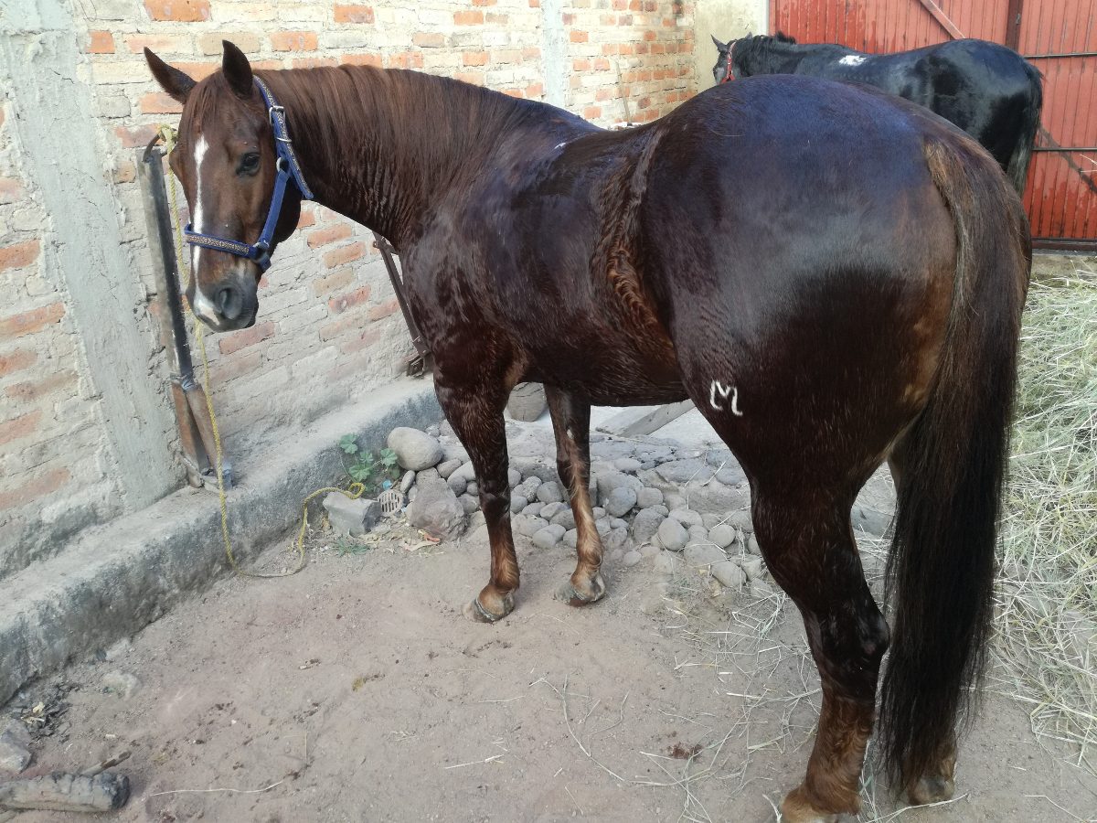 venta de caballos