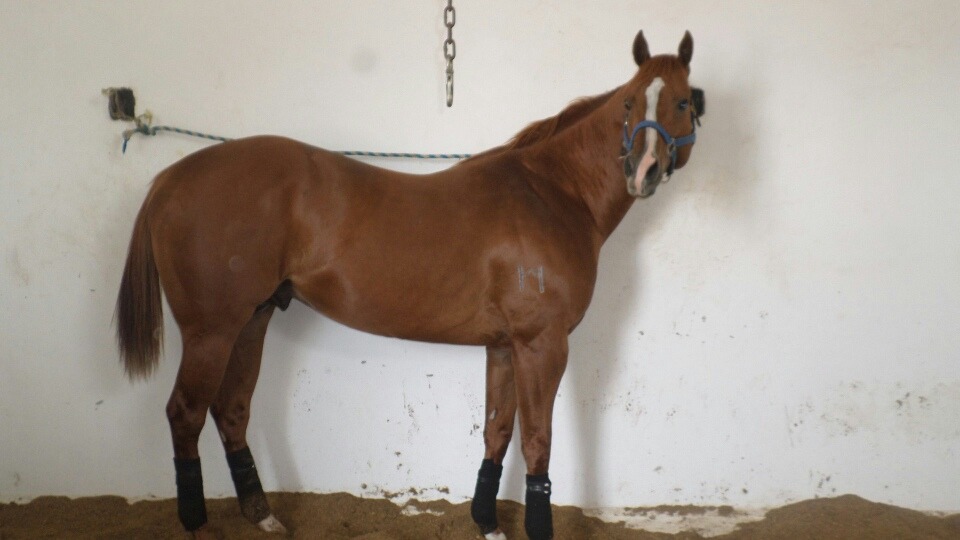 Venta De Maquila Caballo Cuarto De Milla - $ 5,000.00 en Mercado Libre Venta De Maquila Caballo Cuarto De Milla - $ 5,000.00 en Mercado Libre