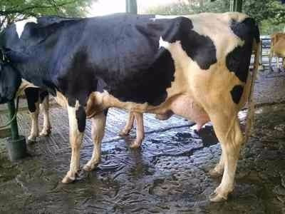 frio lecheras vacas gestantes