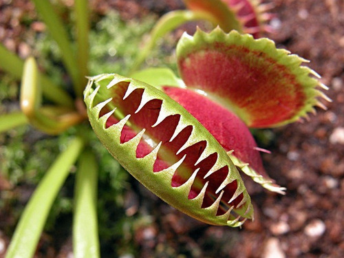 Carnivoraes Plantas Carnvoras Venus Atrapamoscas Carnivoraes Plantas Carnvoras Venus Atrapamoscas