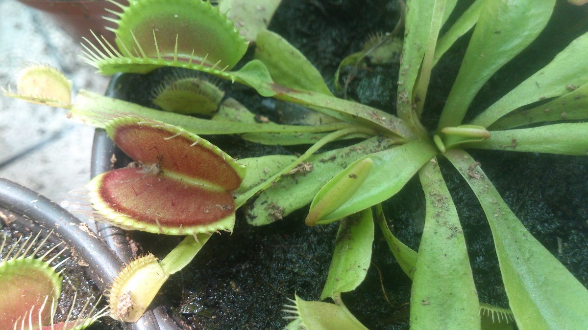 Venus Atrapamoscas Ecured Venus Atrapamoscas Ecured