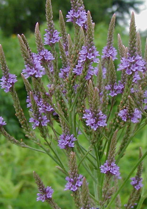 Verbena Officinalis Erva Santa Sementes Para Mudas Ervas 