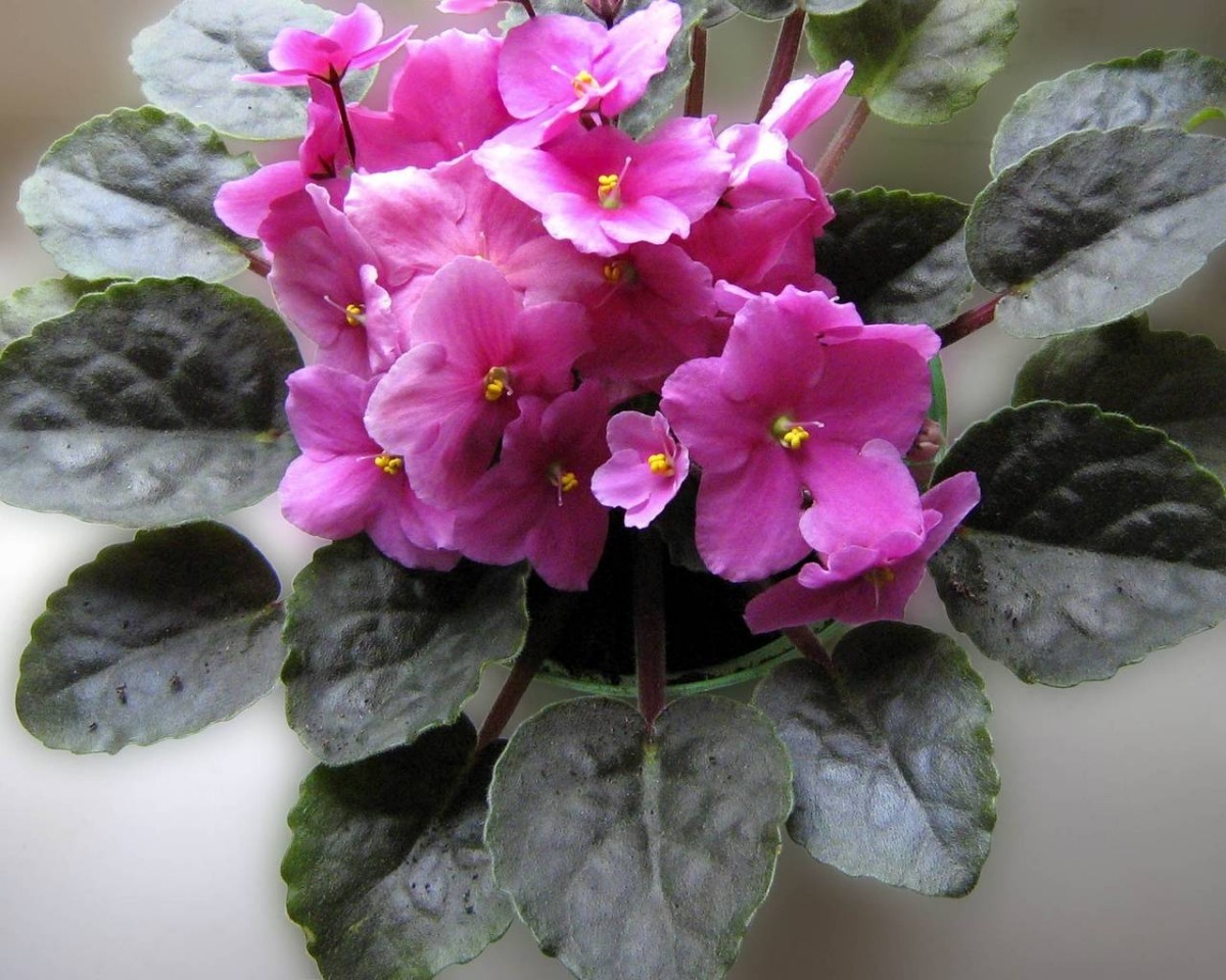 Violeta Africana ( Planta ) Paq 6 Piezas Colores Surtidos 395.00 en