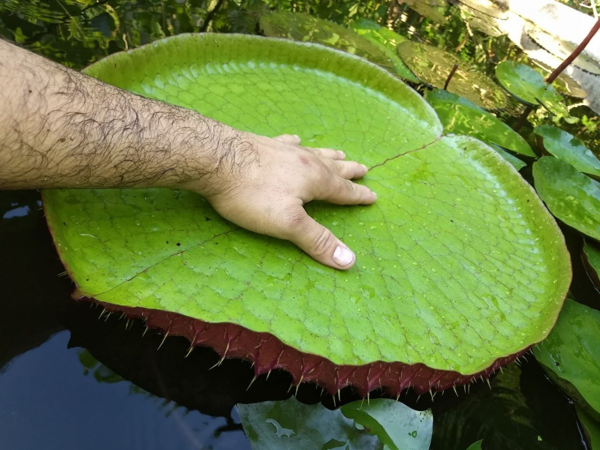 Vitoria Regia Planta Para (lagos). - R$ 400,00 em Mercado ...