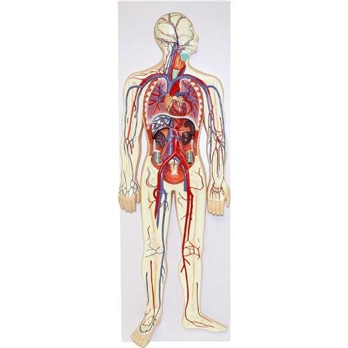 walter products b sistema circulatorio humano 2 piezas