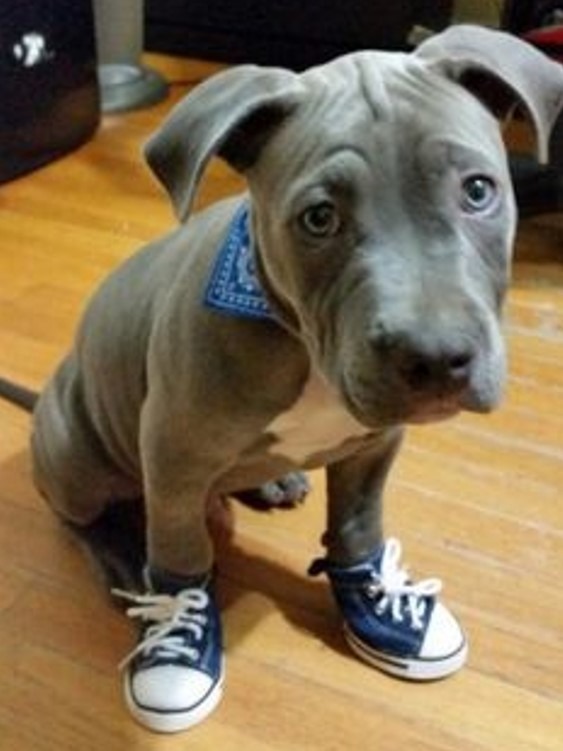 converse con su perro converse con su perro