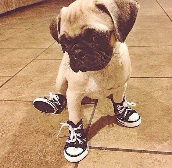 converse con su perro converse con su perro